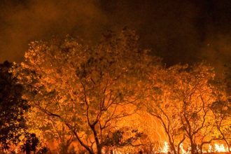 amazonia-tem-diversidade-empobrecida-por-incendios-florestais