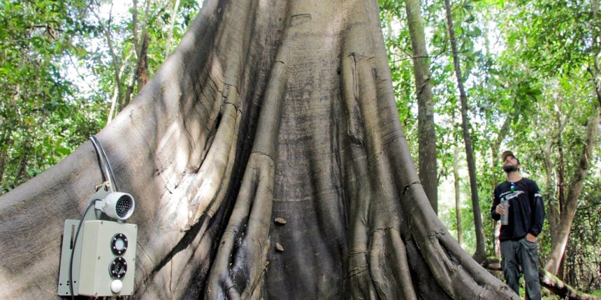 tecnologias-monitoram-biodiversidade,-arvores-e-ar-da-amazonia