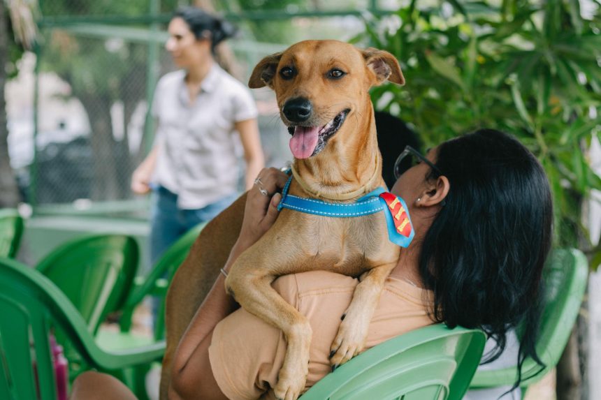 castracao-gratuita-de-caes-e-gatos-em-palmas-abre-agendamento-no-dia-27-de-janeiro