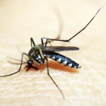 rio-de-janeiro-confirma-primeira-morte-por-dengue-este-ano