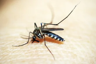 rio-de-janeiro-confirma-primeira-morte-por-dengue-este-ano