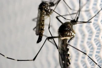 obitos-por-dengue-chegam-a-14-em-sao-paulo-e-a-21-no-brasil-em-2025