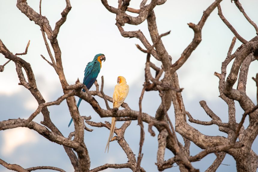 terceira-aparicao-de-arara-caninde-de-cor-diferente-instiga-pesquisadores-no-tocantins