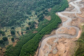 pesquisa-com-bacterias-na-amazonia-pode-desenvolver-novos-medicamentos