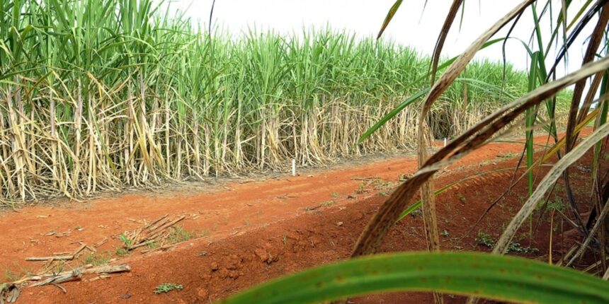 “super-enzima”-de-bacteria-pode-transformar-residuos-em-biocombustivel