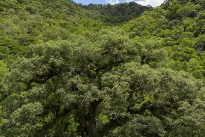 instituicoes-financeiras-tem-baixo-desempenho-em-sustentabilidade