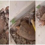 jabuti-encontrado-apos-passar-anos-embaixo-do-piso-de-casa-e-levado-para-reabilitacao-em-centro-de-fauna