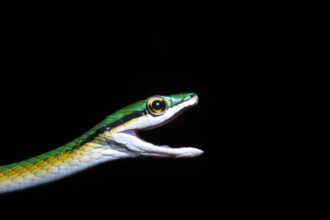 cobra-de-‘bigode’-e-que-vive-em-arvores:-biologos-descobrem-nova-especie-de-serpente-no-cerrado-tocantinense