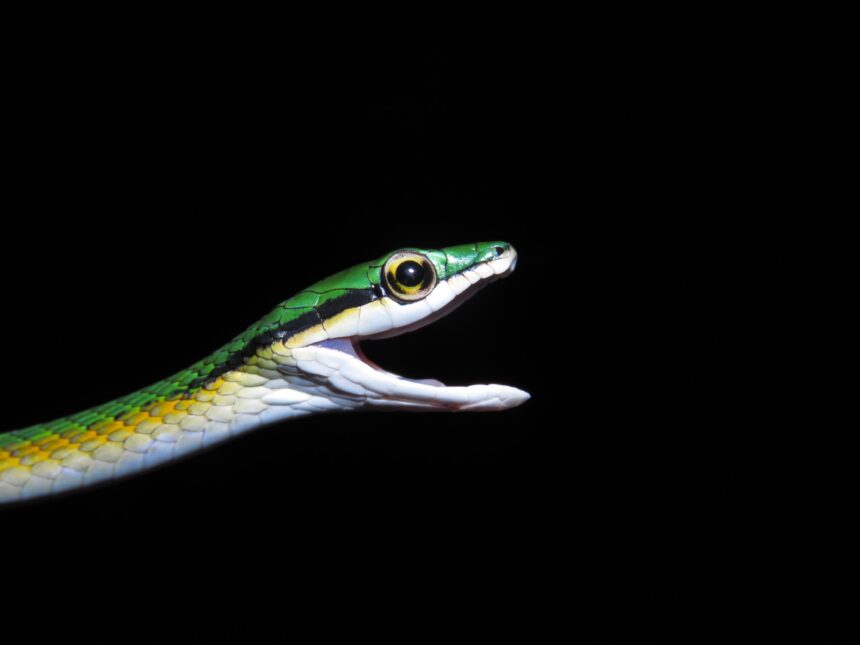 cobra-de-‘bigode’-e-que-vive-em-arvores:-biologos-descobrem-nova-especie-de-serpente-no-cerrado-tocantinense