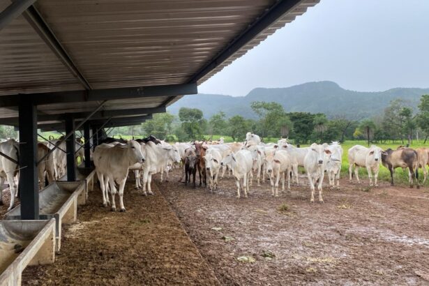 cabecas-gado-avaliadas-em-r$-93-mil-sao-devolvidas-ao-proprietario-apos-furto-em-fazenda