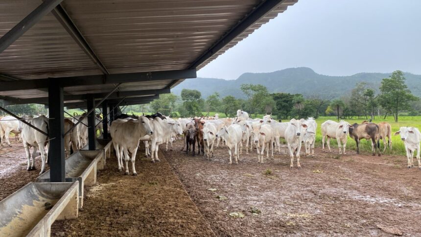 cabecas-gado-avaliadas-em-r$-93-mil-sao-devolvidas-ao-proprietario-apos-furto-em-fazenda