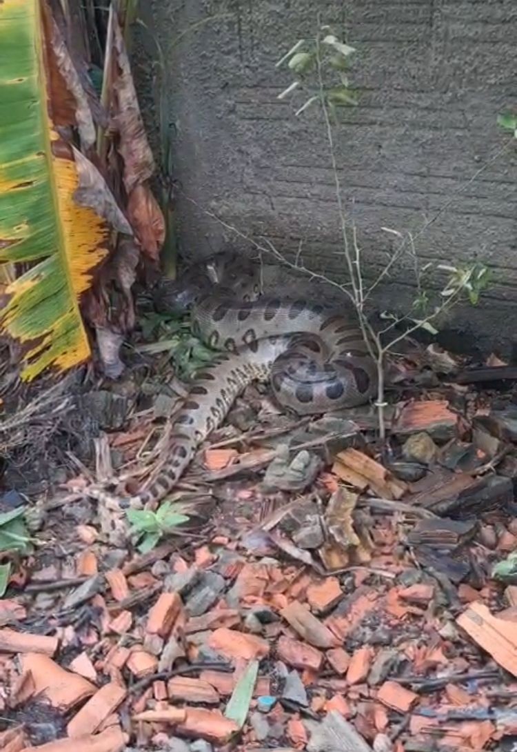 cobra-de-tres-metros-entra-em-quintal-de-casa-e-come-galinhas-que-eram-criadas-por-moradores;-video