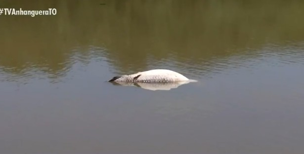 video:-morador-registra-‘ultima-homenagem’-de-peixes-apos-pirarucu-de-100-kg-ser-encontrado-morto-em-lago-de-parque