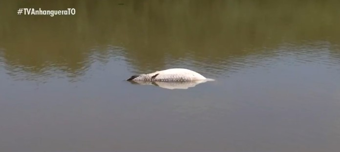 video:-morador-registra-‘ultima-homenagem’-de-peixes-apos-pirarucu-de-100-kg-ser-encontrado-morto-em-lago-de-parque