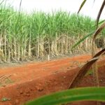 brasil-tera-segunda-maior-safra-de-cana,-segundo-estimativa-da-conab