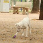 saiba-como-funciona-o-sinpatinhas,-novo-rg-animal-para-caes-e-gatos