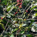 safra-de-cafe-deve-crescer-2,7%-e-chegar-a-56-milhoes-de-sacas-em-2025