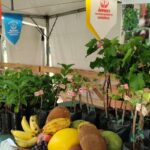 feira-da-reforma-agraria-oferece-alimentos-produzidos-por-acampamentos