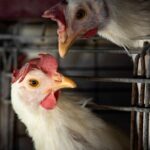 gripe-aviaria:-brasil-confirma-dois-focos-e-investiga-seis-casos