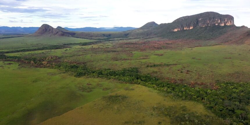 cerrado:-preservacao-e-negocios-sao-tema-do-caminhos-da-reportagem