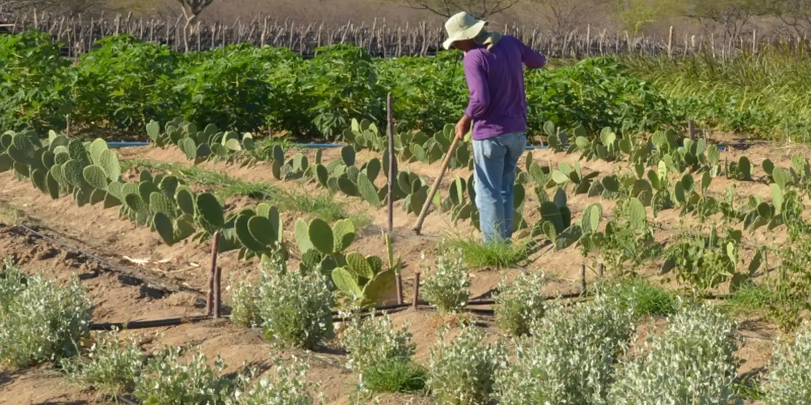 estudo-mostra-ganhos-necessarios-para-vida-digna-em-areas-do-semiarido