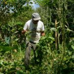 edital-seleciona-36-projetos-para-fortalecer-agricultura-familiar