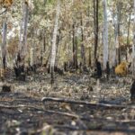 uso-de-credito-de-custeio-para-desmatamento-e-proibido-por-conselho