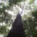 brasil-espera-mobilizacao-do-brics-para-resultados-ambiciosos-na-cop30