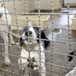 projeto-aprovado-na-camara-proibe-uso-de-animais-em-testes-cosmeticos