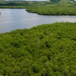campanha-pede-criacao-de-reserva-para-proteger-manguezal-em-pernambuco