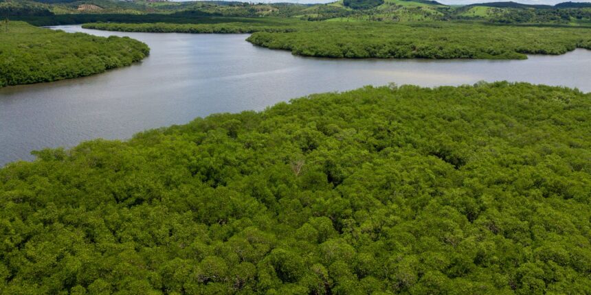 campanha-pede-criacao-de-reserva-para-proteger-manguezal-em-pernambuco