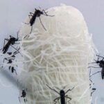 capital-paulista-tem-queda-de-90,5%-nos-casos-confirmados-de-dengue