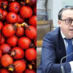 agora-e-lei:-festival-do-buriti,-da-cidade-de-divinopolis,-entra-no-calendario-cultural-do-tocantins