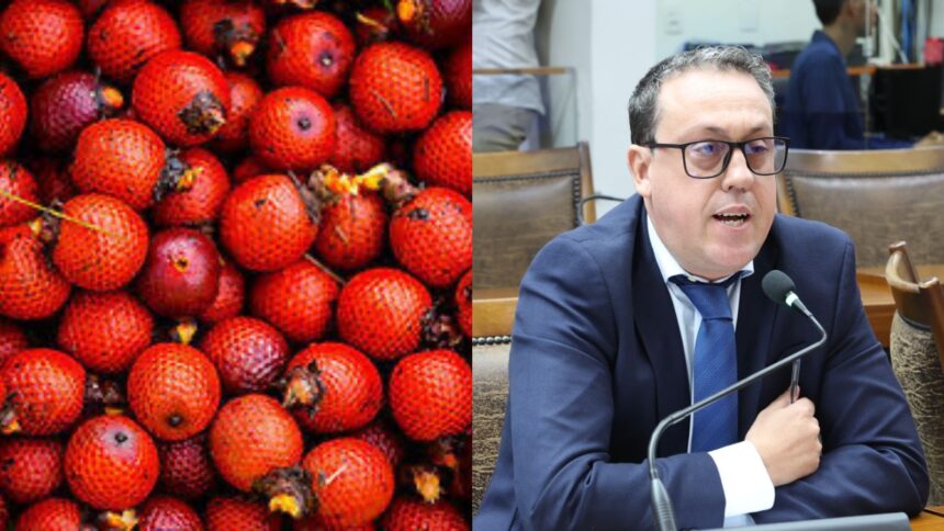 agora-e-lei:-festival-do-buriti,-da-cidade-de-divinopolis,-entra-no-calendario-cultural-do-tocantins