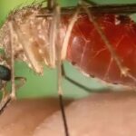 antes-restrita-a-amazonia,-febre-oropouche-se-espalha-pelo-pais