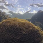 calor,-acidez-das-aguas-e-pouco-alimento-ameacam-ecossistemas-marinhos