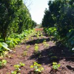 petrobras-participara-de-programa-de-incentivo-a-florestas-produtivas