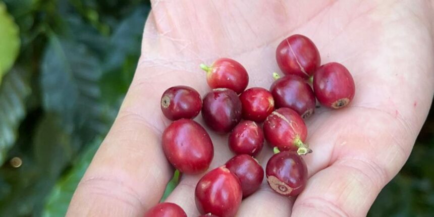 china-habilita-183-empresas-brasileiras-a-exportar-cafe-para-o-pais