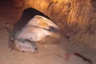 estudante-finca-lapis-na-cabeca-de-colega-durante-briga-em-escola-no-litoral-de-sao-paulo