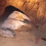 cavalo-tem-as-patas-decepadas-por-jovem-no-interior-de-sp