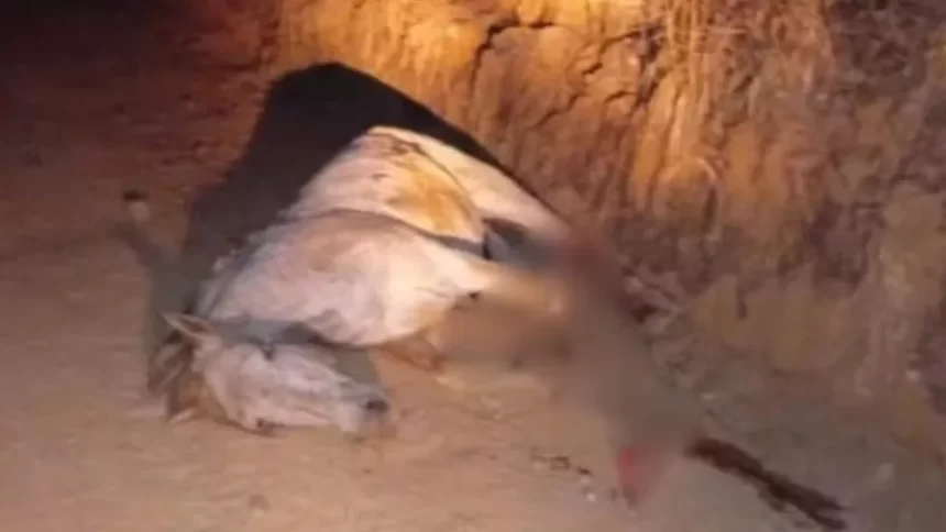 cavalo-tem-as-patas-decepadas-por-jovem-no-interior-de-sp