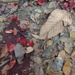 acidente-entre-onibus-e-caminhao-deixa-um-morto-e-11-feridos-em-batatais-(sp)