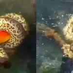 sucuri-devora-tucano-que-foi-beber-agua-em-bonito;-video