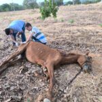cavalo-e-resgatado-desidratado-e-com-fome-apos-ser-abandonado-em-paraiso-do-tocantins