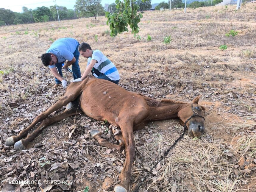 cavalo-e-resgatado-desidratado-e-com-fome-apos-ser-abandonado-em-paraiso-do-tocantins