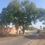 historia-e-preservacao:-veja-como-esta-o-pe-de-pequi-que-ganhou-praca-no-meio-de-avenida-em-cidade-do-tocantins