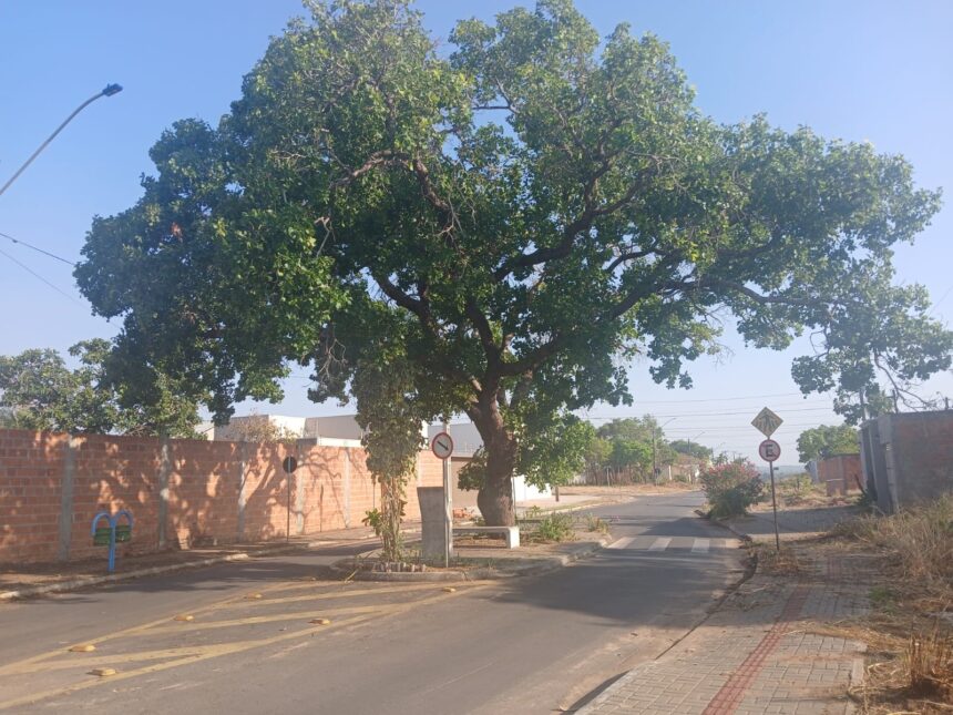 historia-e-preservacao:-veja-como-esta-o-pe-de-pequi-que-ganhou-praca-no-meio-de-avenida-em-cidade-do-tocantins