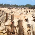 quantidade-de-bois-e-quase-oito-vezes-maior-que-a-populacao-humana-no-tocantins,-diz-ibge