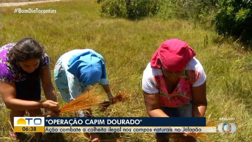 atencao-a-fauna,-flora-e-comunidade:-conheca-projetos-e-desafios-voltados-a-preservacao-do-jalapao