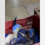 operacao-resgata-passaros-silvestres-mantidos-em-cativeiro-e-aplica-multa-de-r$-9-mil